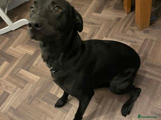 Borador dogs Labrador/collie 1.5 year old - Advert 1