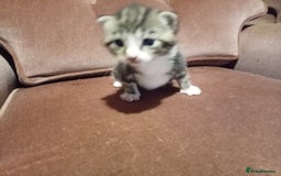 Mixed Breed cats for sale: Four mixed breed British short kittens - Image 31