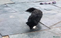 Mixed Breed dogs for adoption: Daisy, a Beautiful Soul - for a Loving Home in Nottingham - Image 22