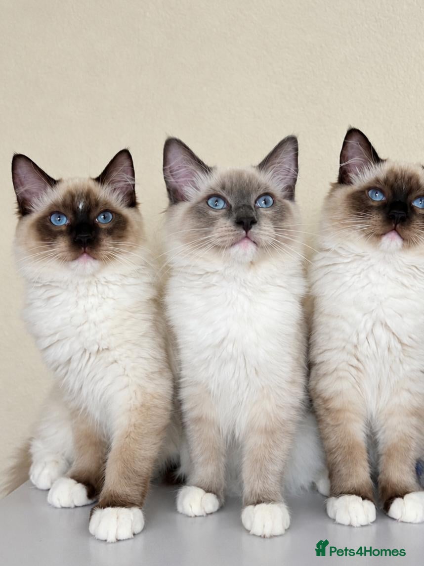 Ragdoll cats Ragdoll Kittens Ready now 😍 - Advert 2