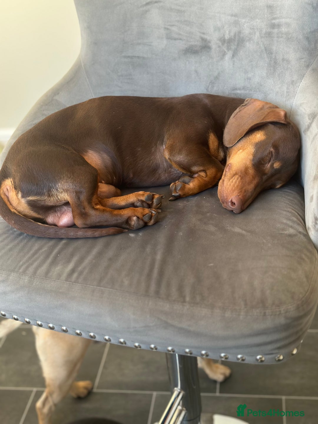 Dachshund dogs for stud: Stud Available — “Rolo” the Chocolate Dachshund  - Image 13