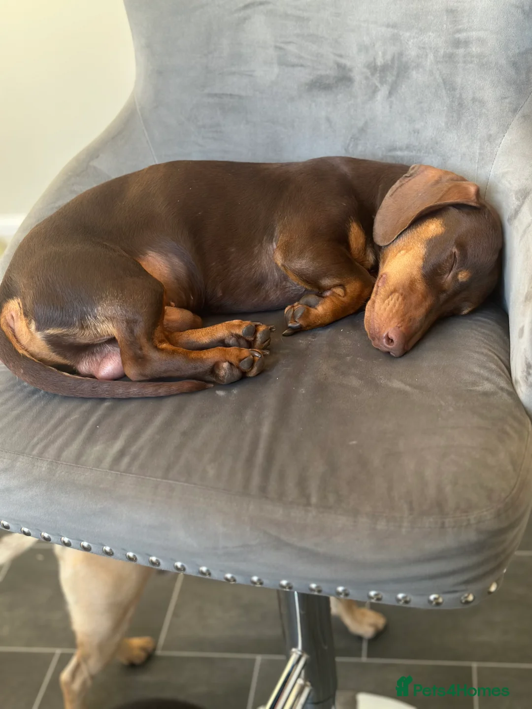 Dachshund dogs for stud: Stud Available — “Rolo” the Chocolate Dachshund  - Advert 13