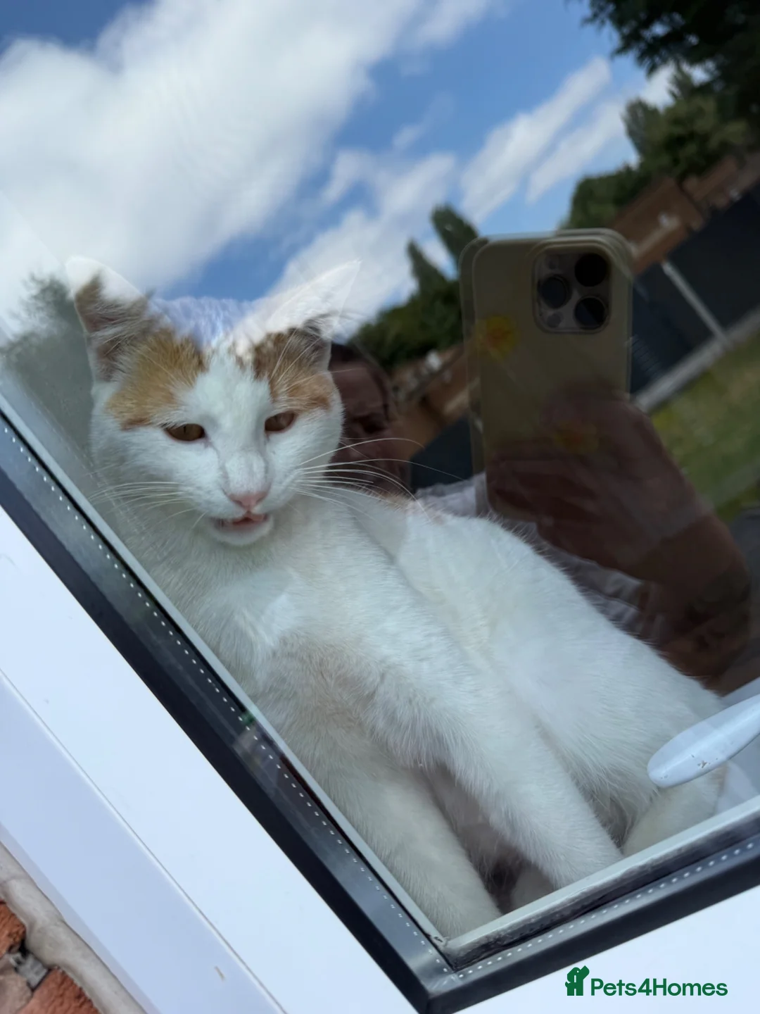 Domestic Shorthair cats for sale: Loving kitten  - Advert 2