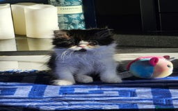 Persian cats for sale: *Reduced*persian kittens for sale 😍 *ready now - Image 16