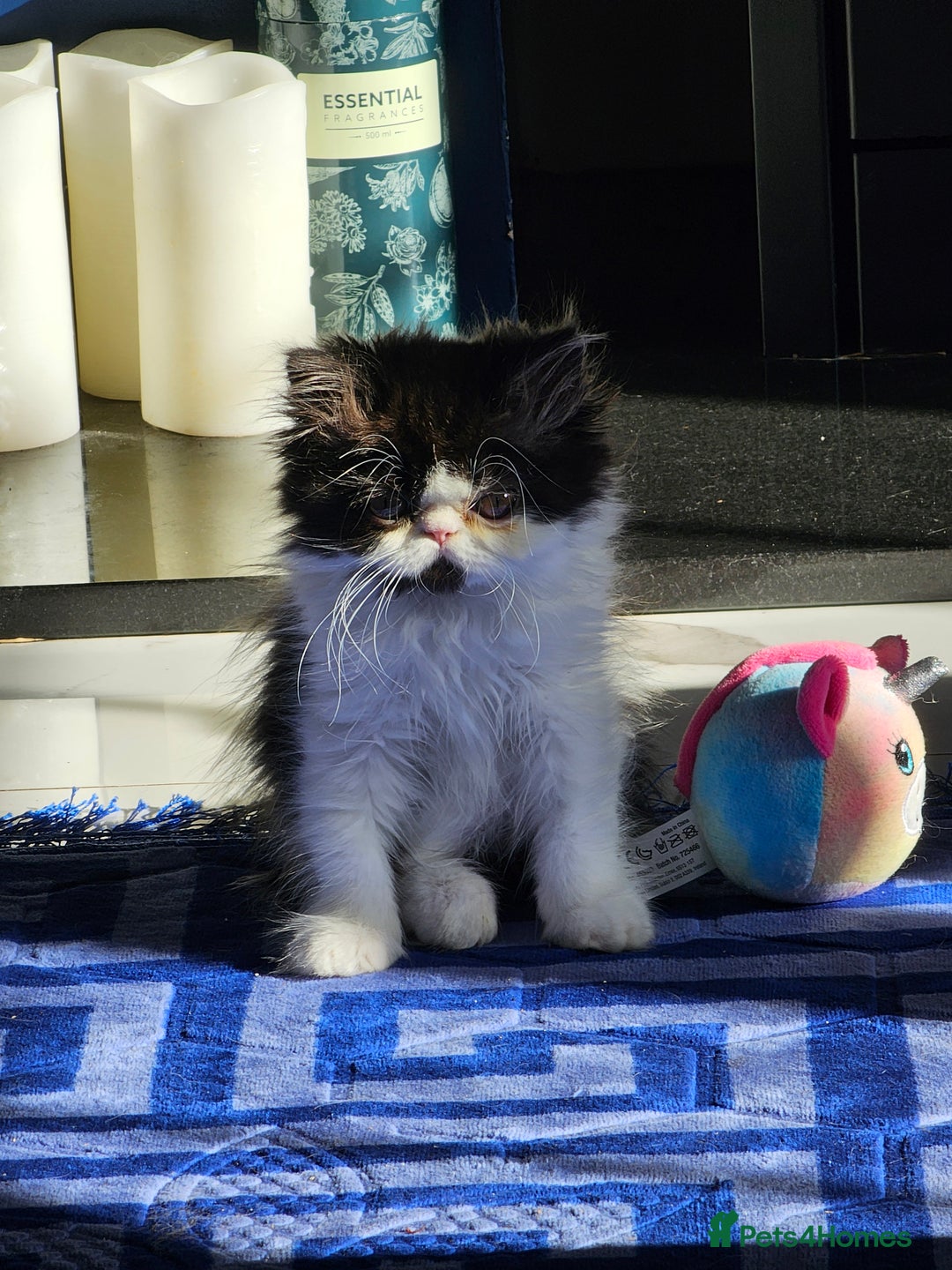Persian cats for sale: *Reduced*persian kittens for sale 😍 *ready now - Image 16