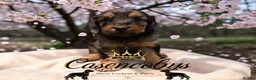 Cockapoo dogs for sale: READY NOW Beautiful DNA clear F1 cockapoos pups - Advert 5