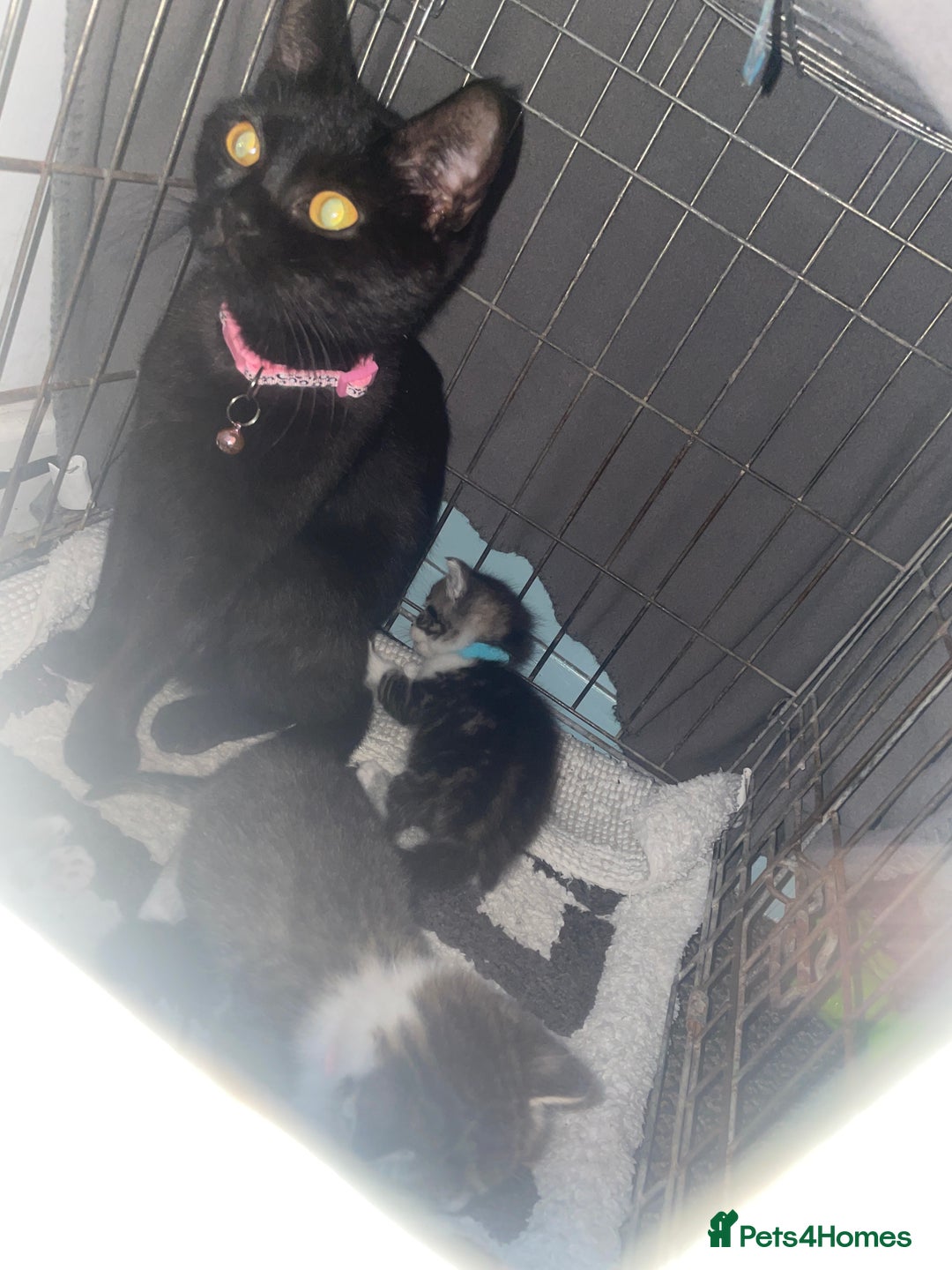 British Shorthair cats for sale: 2 4 week old British short hair cross kittens  - Image 4