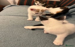 Mixed Breed cats for sale: Pretty kittens - Image 6