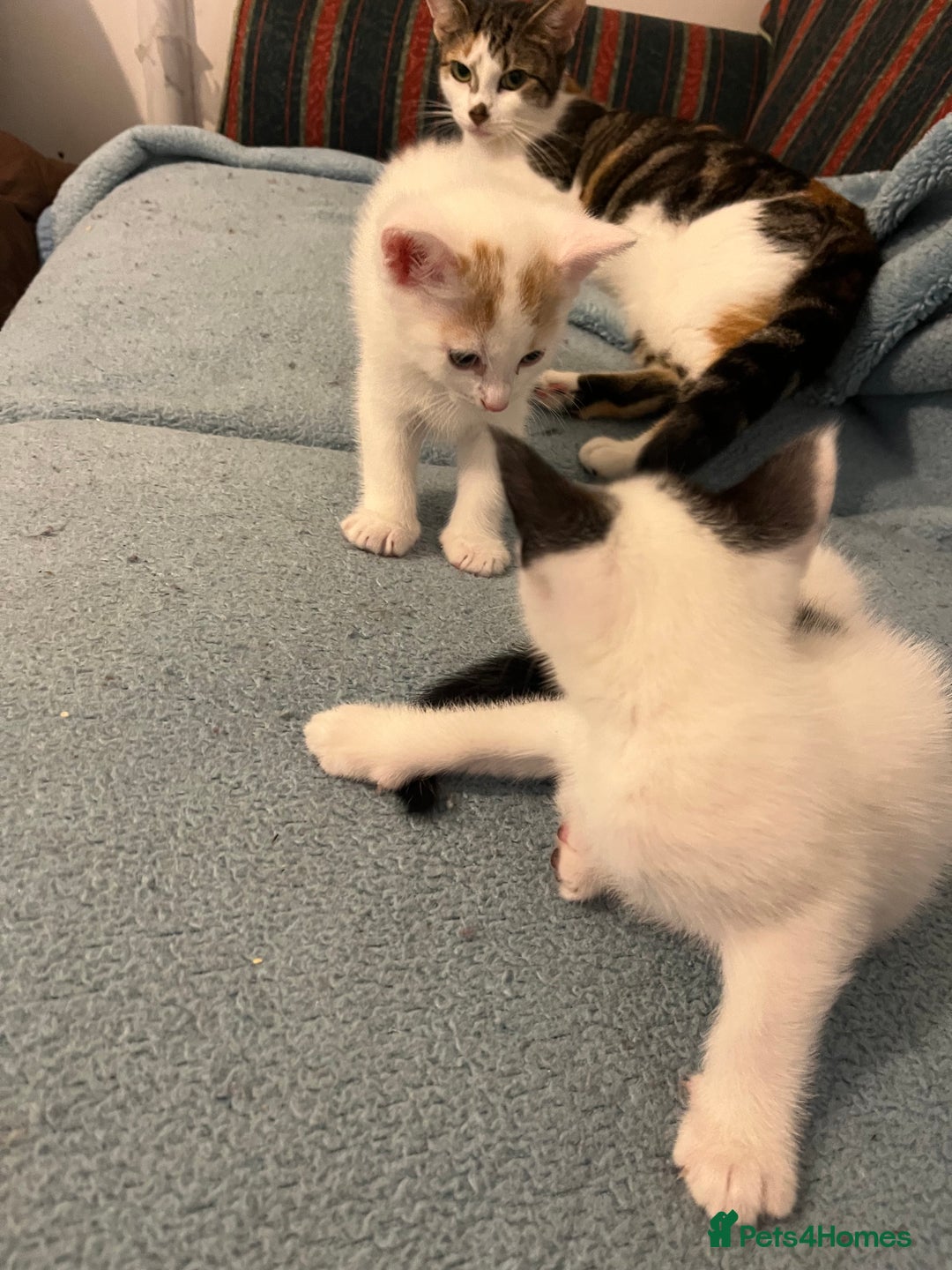 Mixed Breed cats for sale: Pretty kittens - Image 6