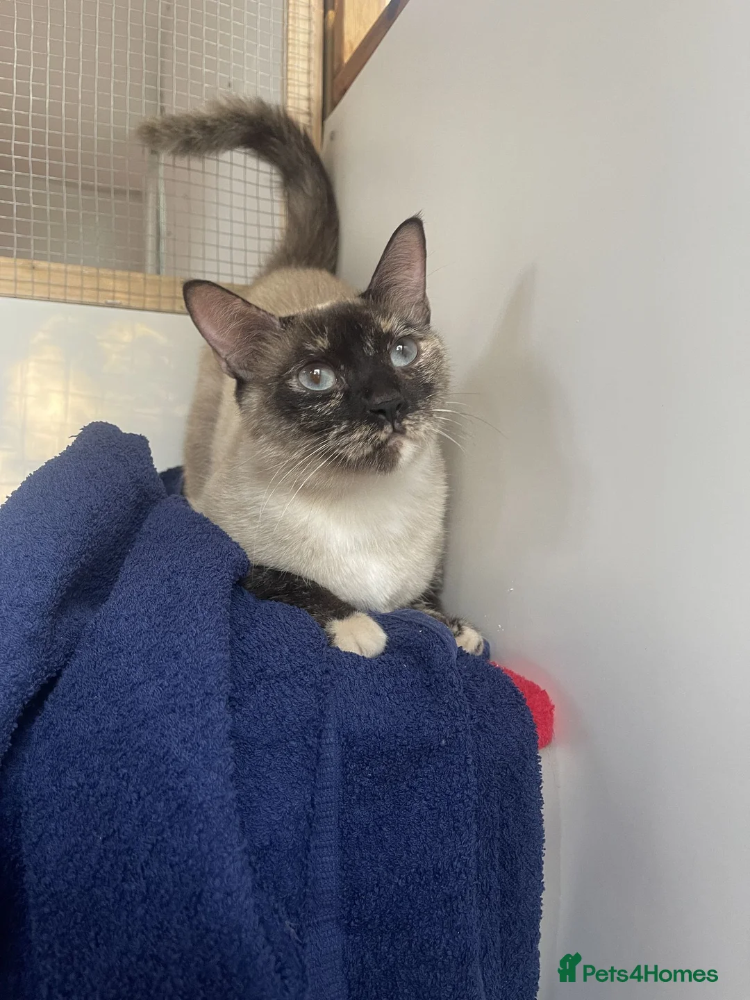 Mixed Breed cats for adoption: Angelique - Seal Point Siamese Tortie in Braintree - Advert 1