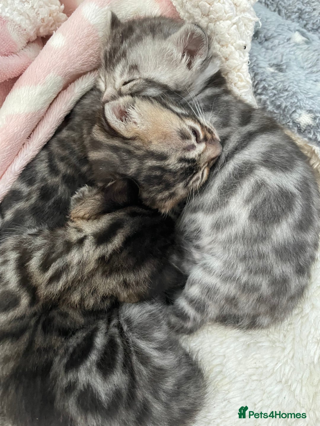 Bengal cats for sale: Incredibly beautiful Bengals kittens TICA  - Advert 13