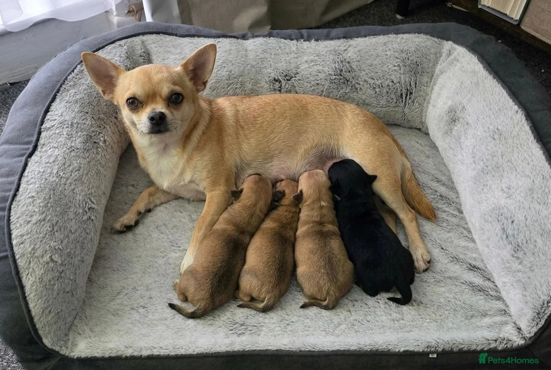 Chihuahua dogs for sale: Chihuahua Puppies  - Advert 11