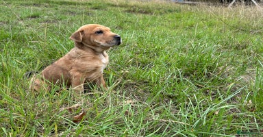 Mixed Breed dogs - Advert 10