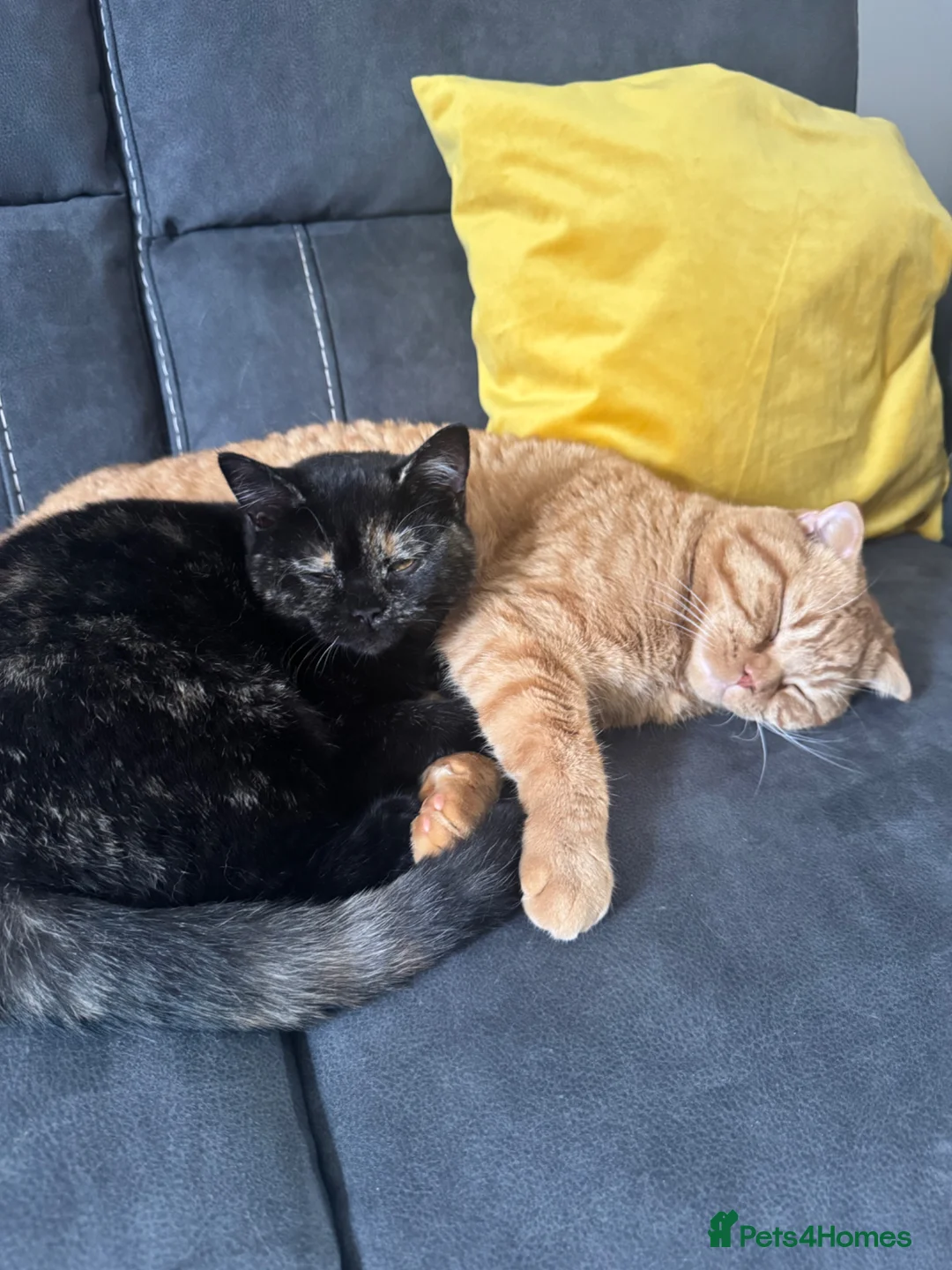 Mixed Breed cats for sale: Lovely and unusual Female Kitten 🐾🐈‍⬛ - Advert 5