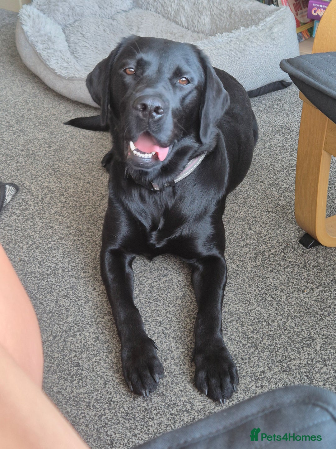 Labrador Retriever dogs for sale: Beautiful Puppies Looking for Loving Homes - Advert 17