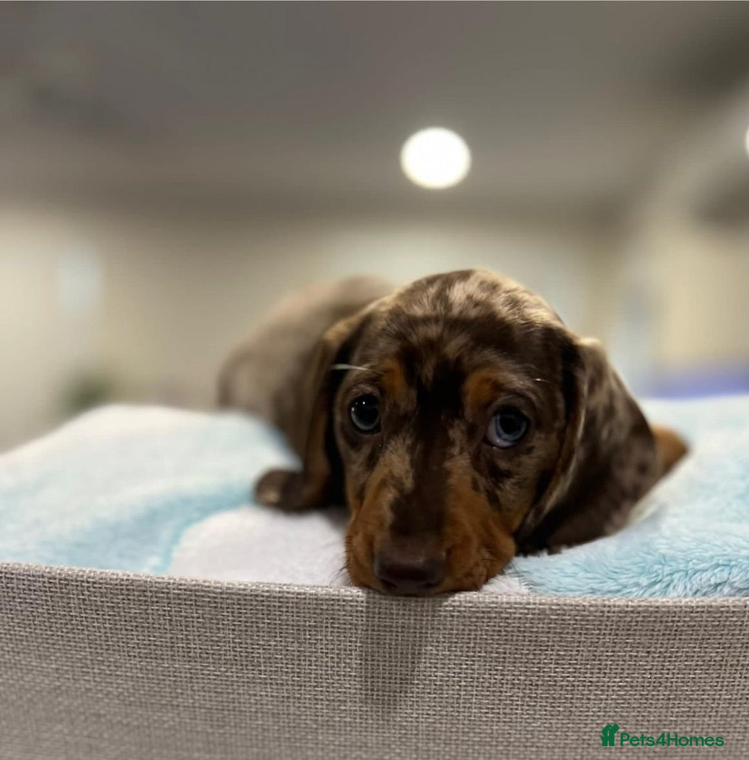 Miniature Dachshund dogs for sale: nicest raised Miniature dapple dachshund pups. - Image 8
