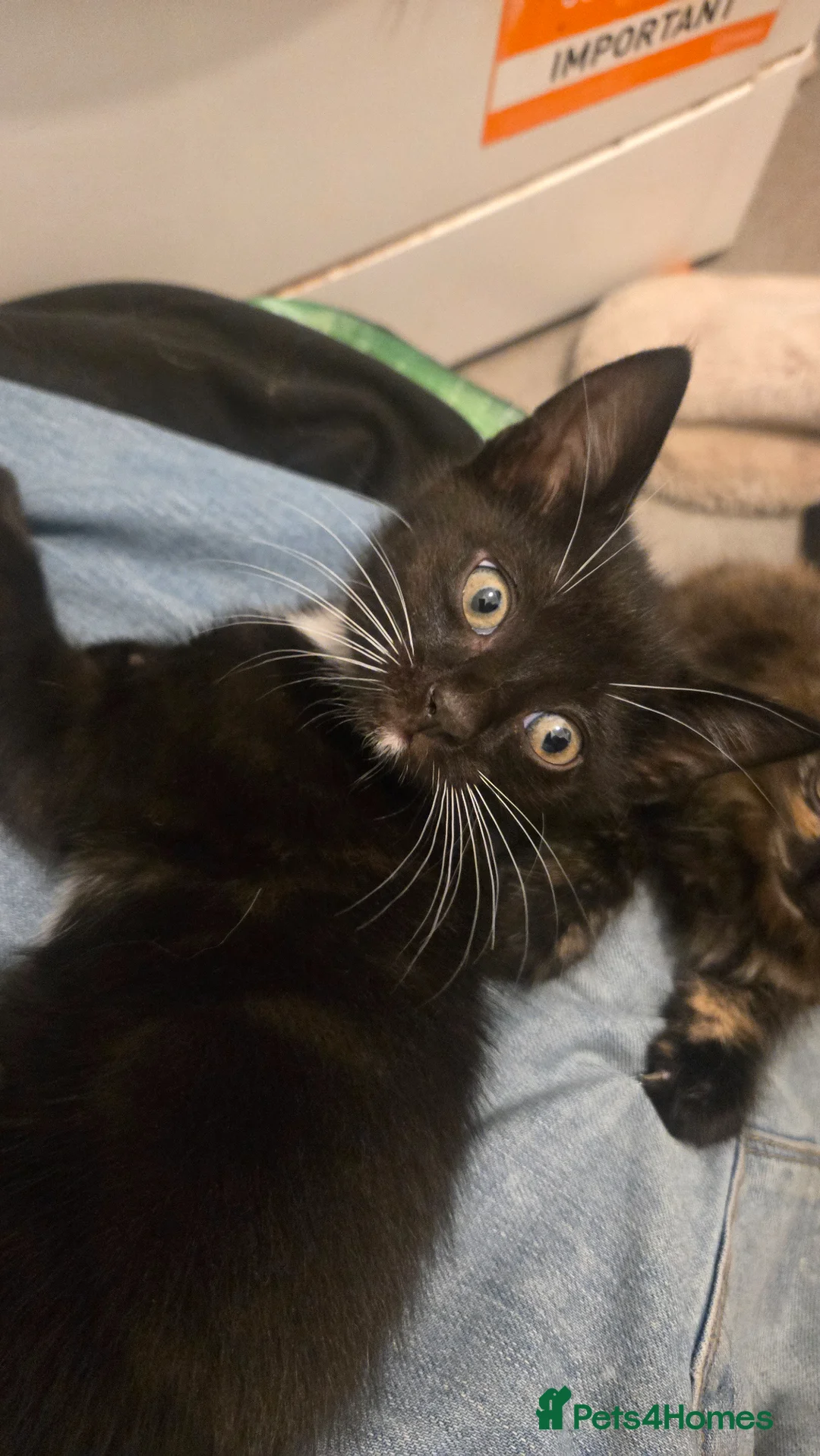 Mixed Breed cats for sale: 1 kitten left. in Haverfordwest - Advert 2
