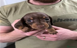 Miniature Dachshund dogs for sale: 🐾 Miniature Dachshund Puppies Available🐾 - Image 6