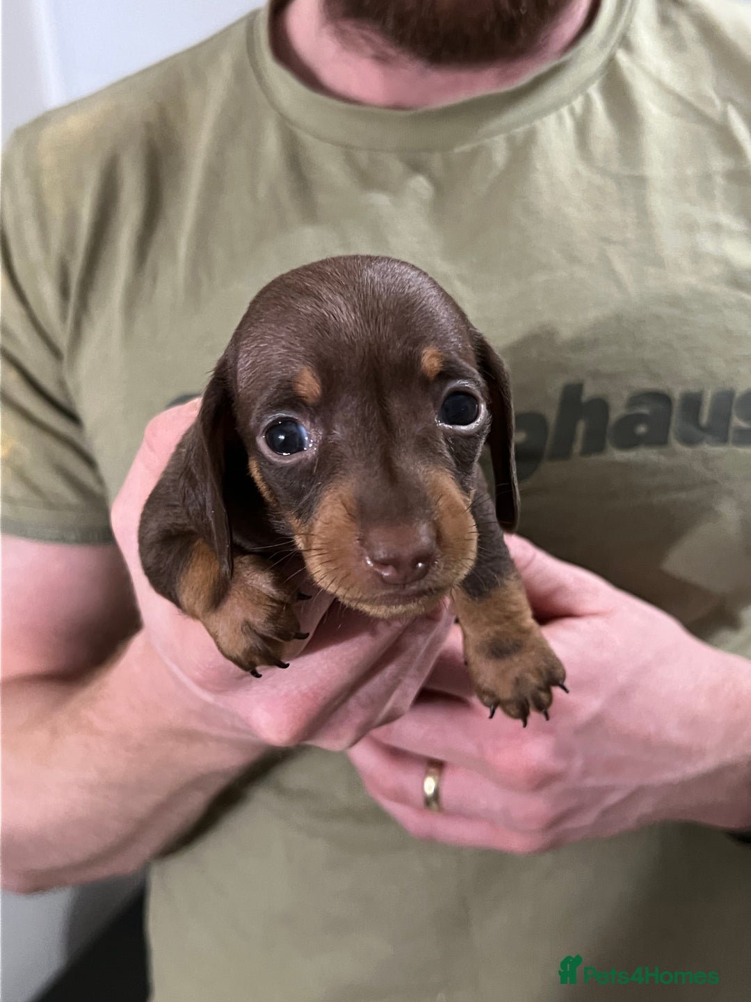 Miniature Dachshund dogs for sale: 🐾 Miniature Dachshund Puppies Available🐾 - Image 6