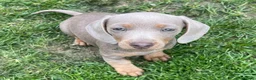 Miniature Dachshund dogs for sale: MINIATURE DACHSHUND MALE PUPPY KC REGISTERED in Colchester - Advert 1