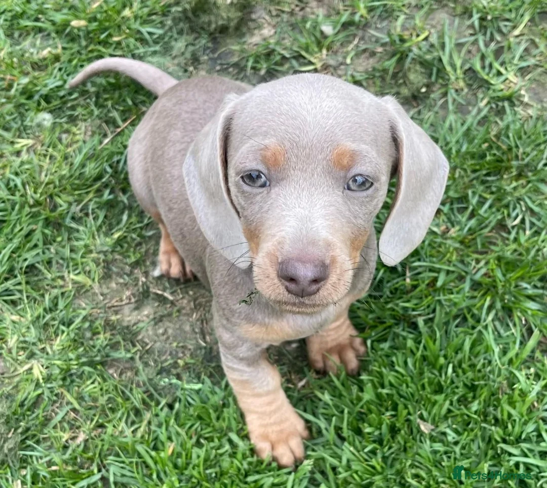 Miniature Dachshund dogs for sale: MINIATURE DACHSHUND MALE PUPPY KC REGISTERED in Colchester - Advert 1