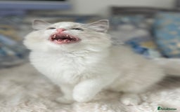 Ragdoll cats for sale: Beautiful Bicolour Ragdoll Kittens Home Raised, in Castleford - Image 4