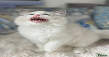 Ragdoll cats in Castleford - Advert 6