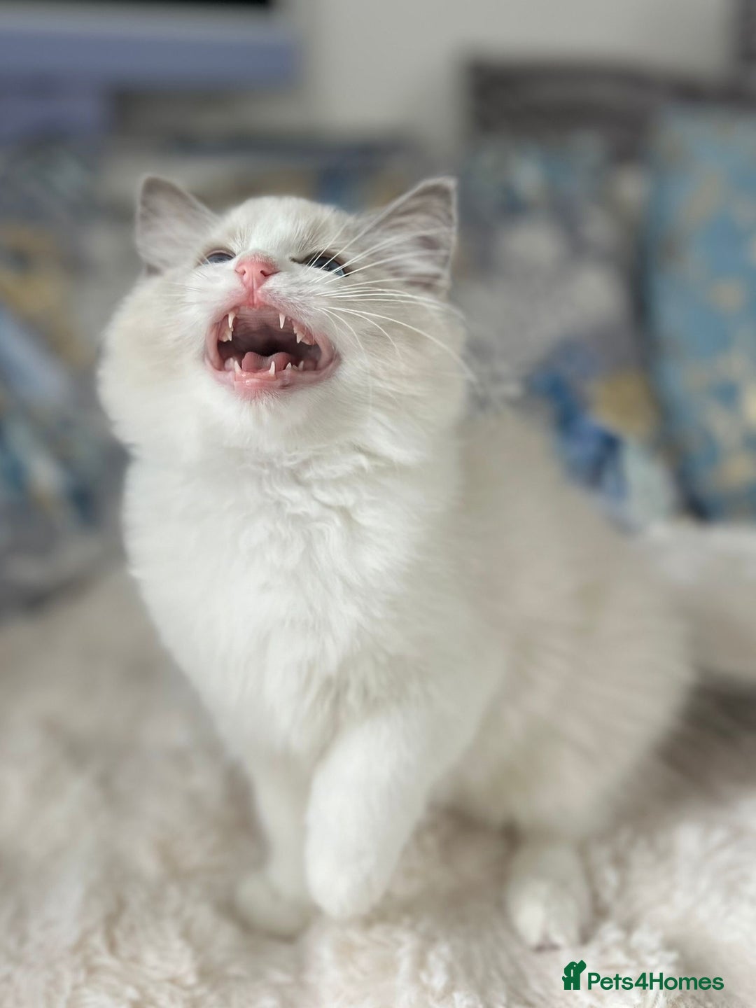 Ragdoll cats for sale: Beautiful Bicolour Ragdoll Kittens Home Raised, in Castleford - Image 4