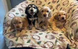 Cocker Spaniel dogs for sale: Outstanding Show cocker spaniels  - Image 2