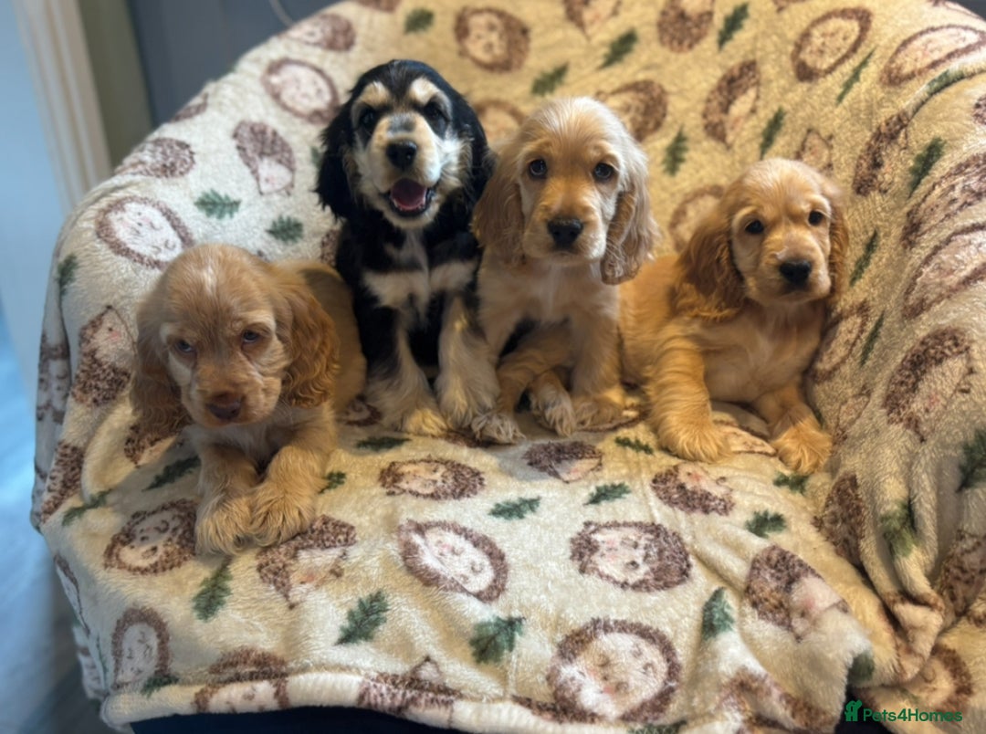 Cocker Spaniel dogs for sale: Outstanding Show cocker spaniels  - Image 2