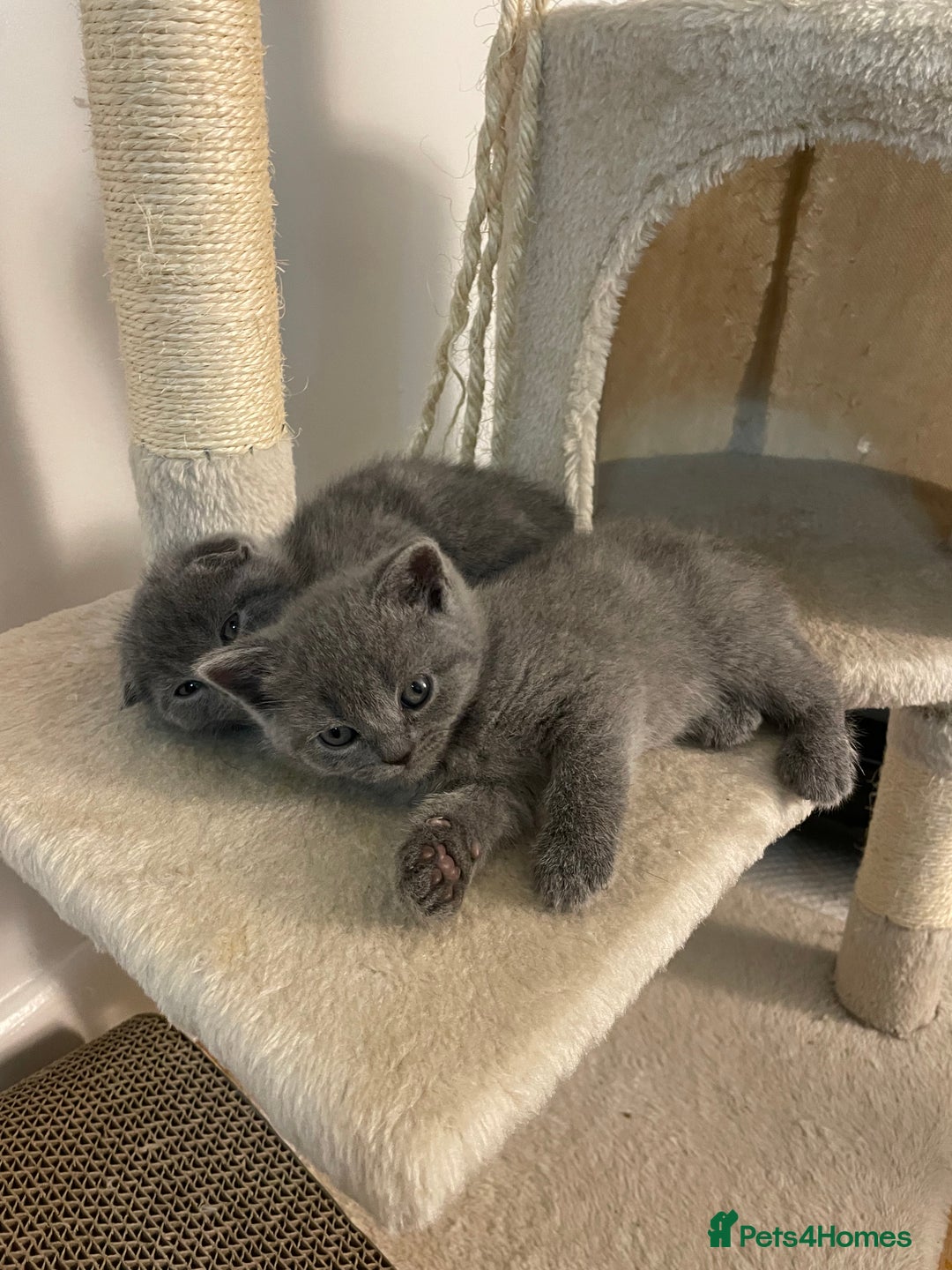 Scottish Fold cats for sale: PURE BREED SCOTTISH FOLD KITTENS 🐾 - Advert 5