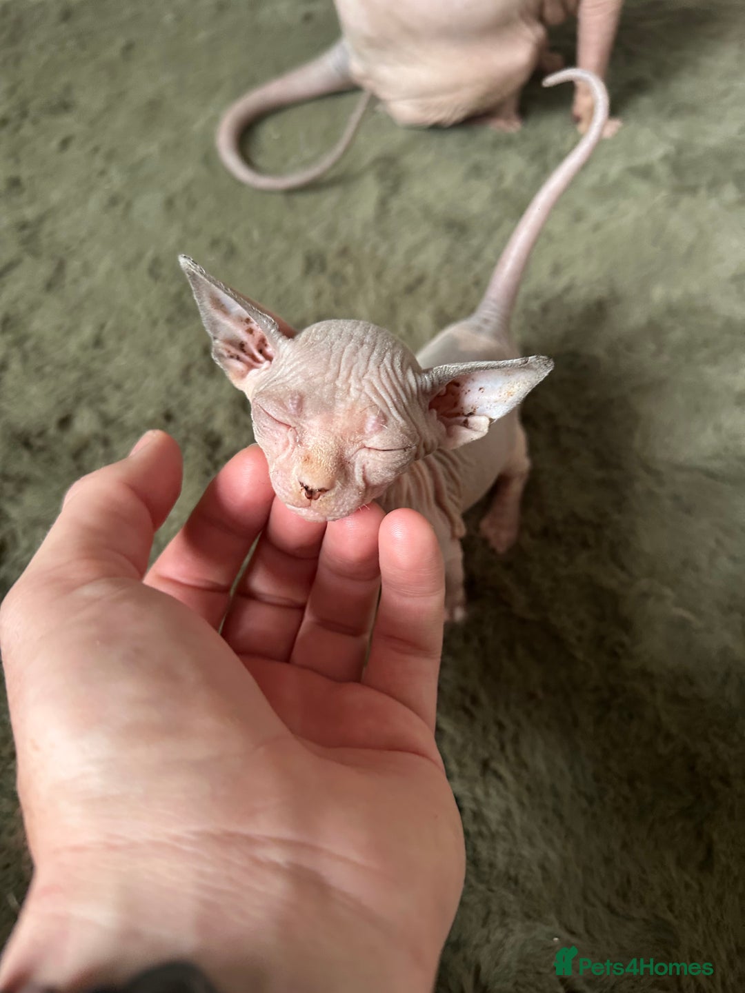 Sphynx cats for sale:  6 Beautiful Sphynx Kittens Ready Soon – 5★ - Image 21
