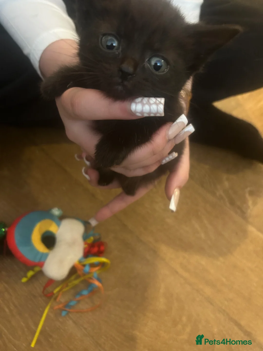 Nebelung cats for sale: Beautiful long haired kittens  - Advert 2