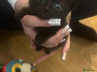 Nebelung cats Beautiful long haired kittens - Advert 12