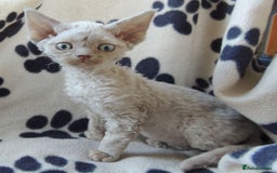 Devon Rex cats for sale: Beautiful Devon Rex Kittens - GCCF registered - Image 5
