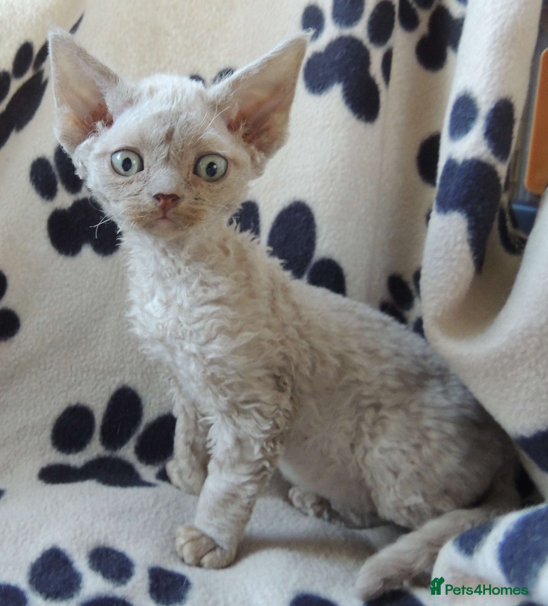 Devon Rex cats for sale: Beautiful Devon Rex Kittens - GCCF registered - Image 5