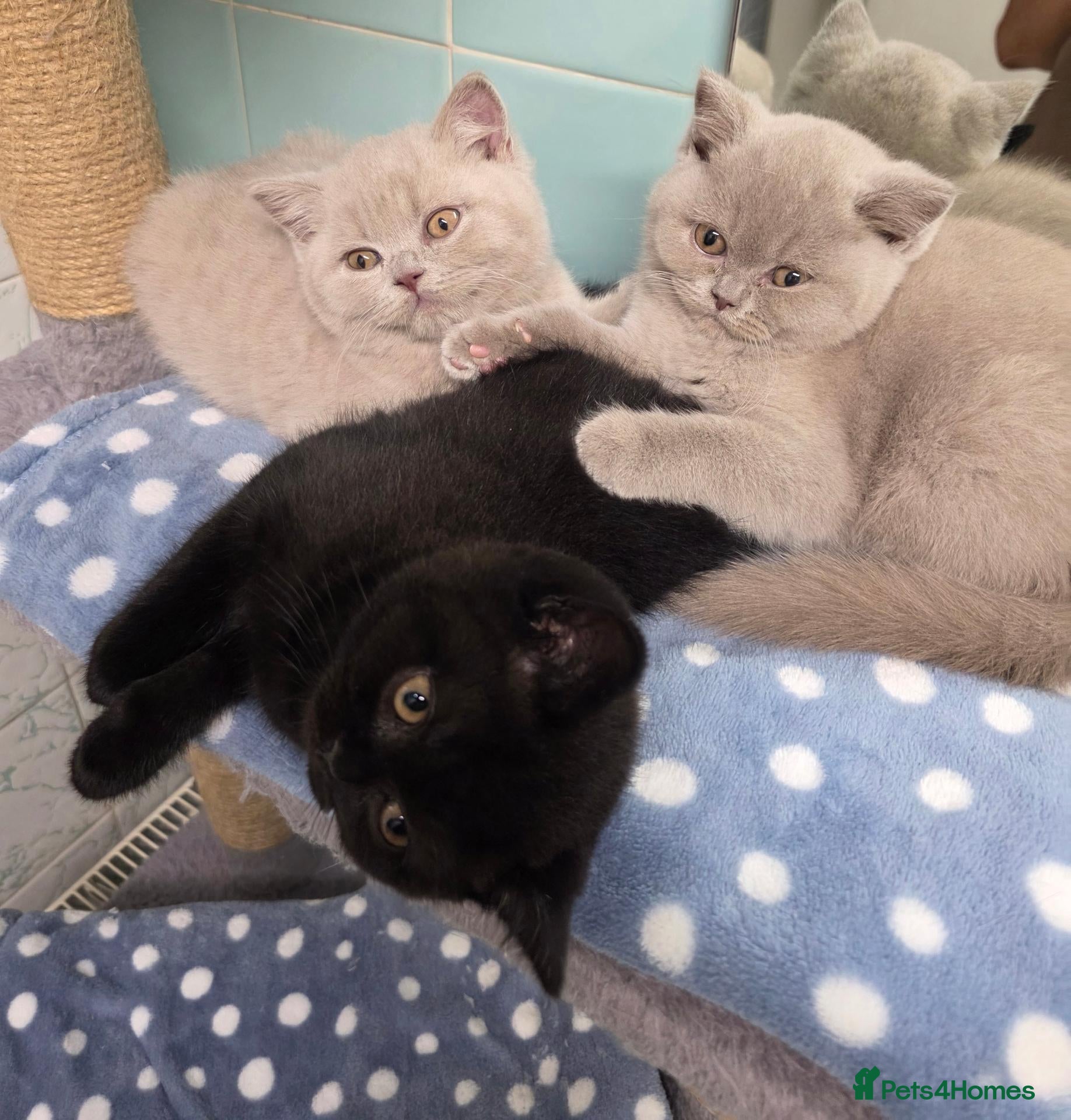 British Shorthair cats British Shorthair kittens looking forever homes  - Advert 2