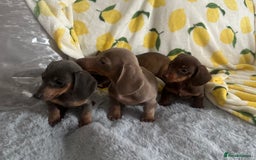 Dachshund dogs for sale: Outstanding dachshund puppies - Image 14