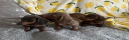 Dachshund dogs for sale: Gorgeous Isabella+tan little boy - Advert 14