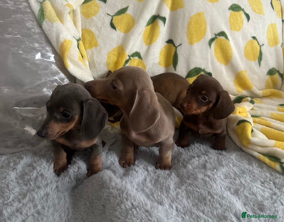 Dachshund dogs for sale: Outstanding dachshund puppies - Image 14
