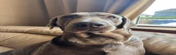 Labrador Retriever dogs for stud: KC Silver Labrador retriever proven stud  in Knutsford - Advert 9