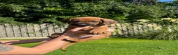 Rhodesian Ridgeback dogs for sale: KC reg/Family pet/Now accepting viewings  - Advert 1