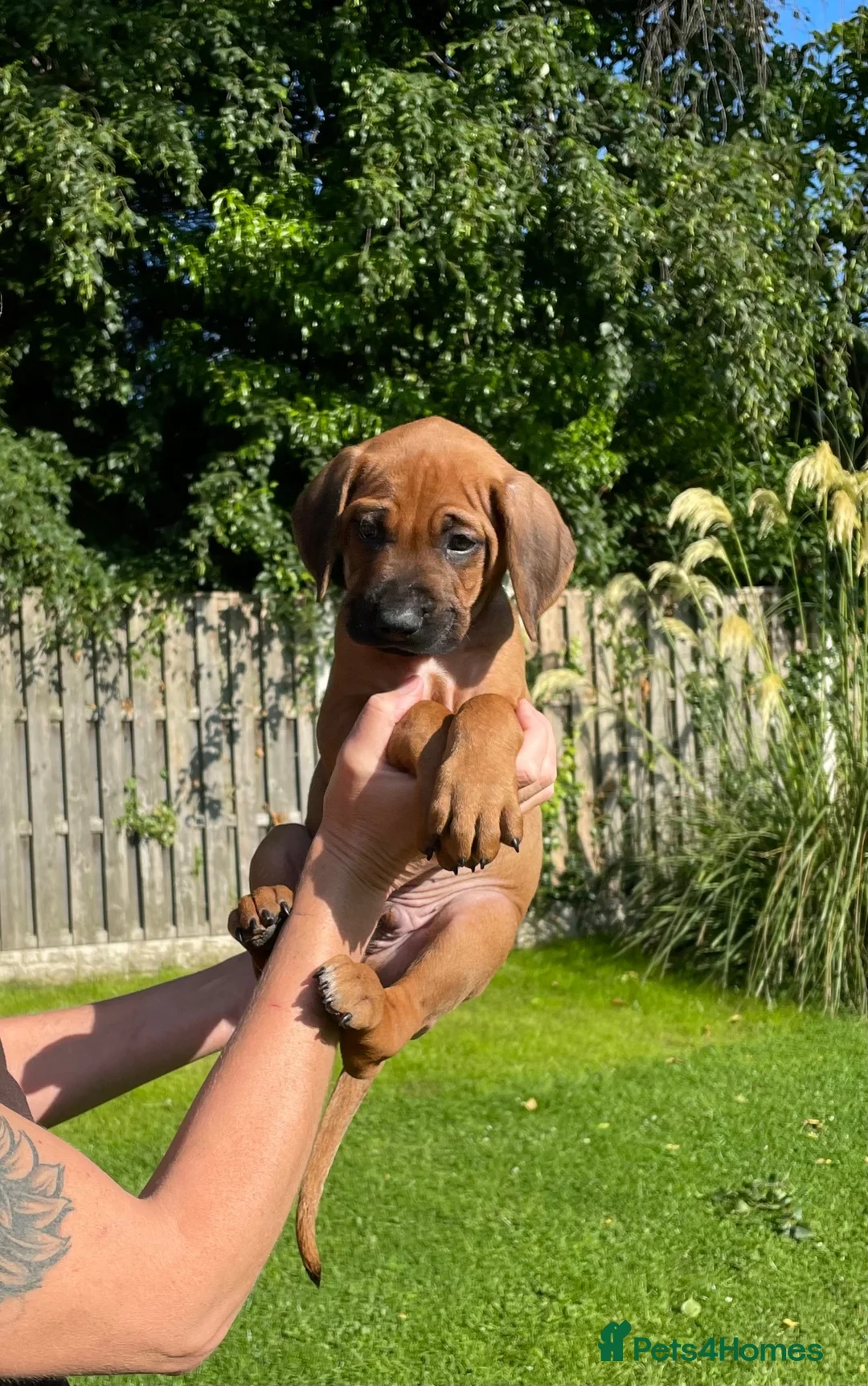 Rhodesian Ridgeback dogs for sale: KC reg/Family pet/Now accepting viewings  - Advert 1