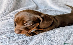 Miniature Dachshund dogs for sale: Genuine Short Haired Miniature Dachshund Puppies - Image 5
