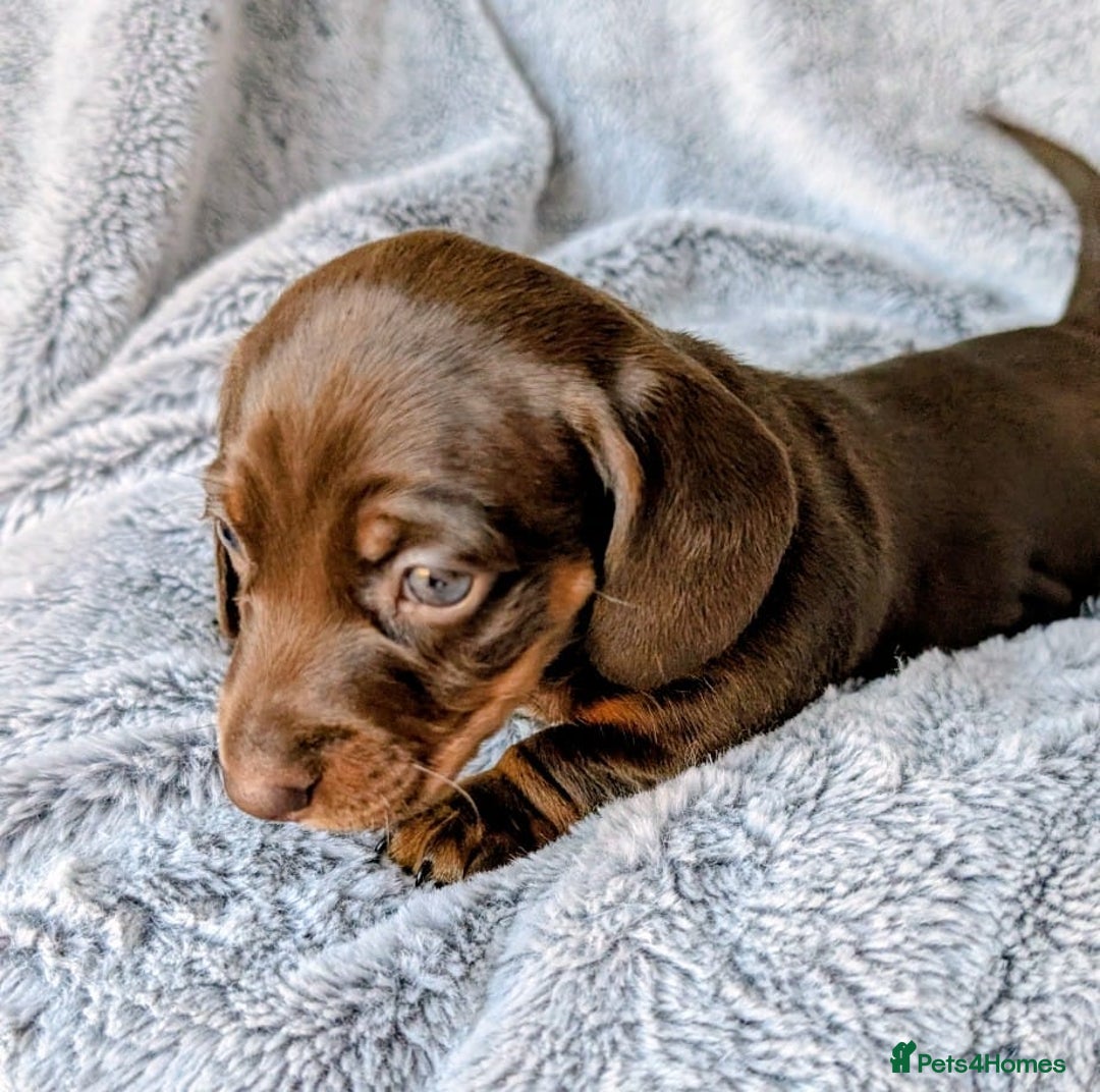 Miniature Dachshund dogs for sale: Genuine Short Haired Miniature Dachshund Puppies - Image 5