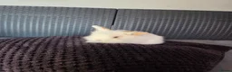French Lop rabbits for sale: Mini Lop/Teddy Lionhead - Advert 3