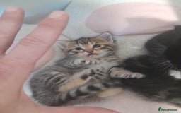 Mixed Breed cats for sale: Playful & cuddly Tabby-Bengal-Mix Kittens £200 - Image 35