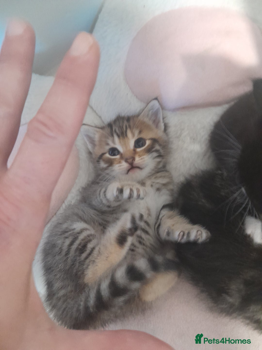 Mixed Breed cats for sale: Playful & cuddly Tabby-Bengal-Mix Kittens £200 - Image 35