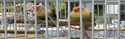 Lovebirds birds for sale: A pair of Love birds  in Pickering - Advert 2