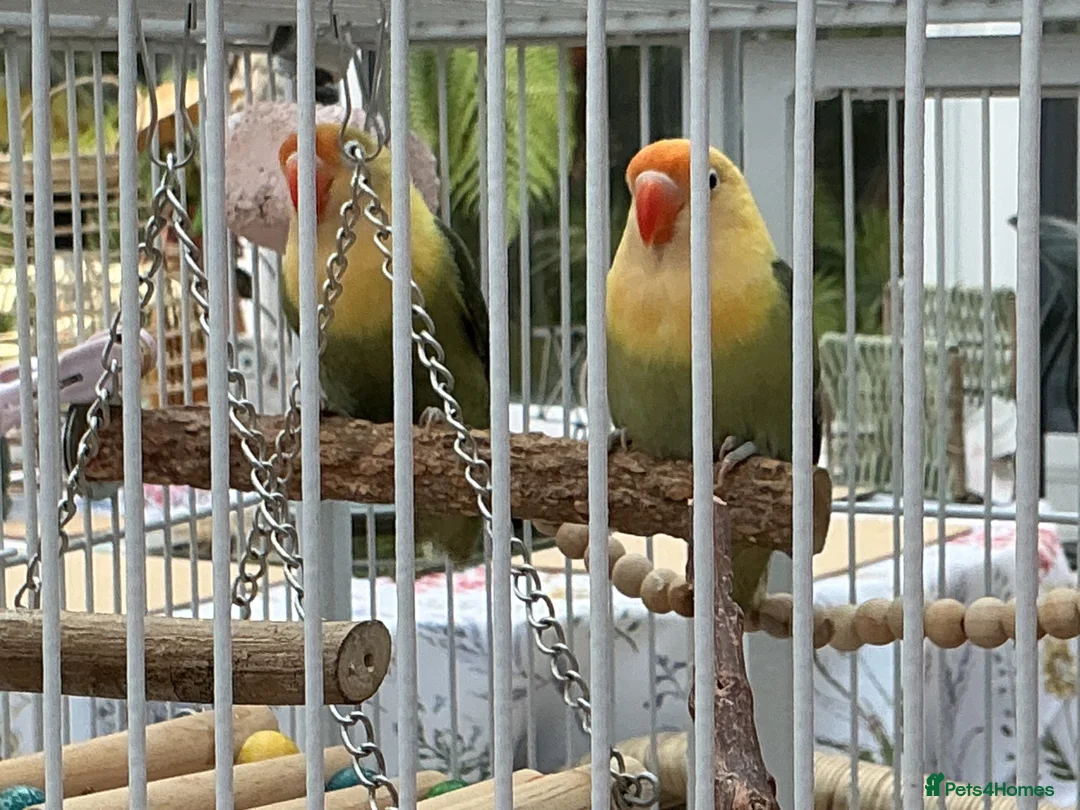 Lovebirds birds for sale: A pair of Love birds  in Pickering - Advert 2